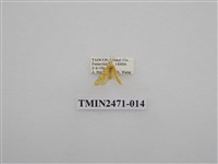 藏品(鉤弧紋豔苔蛾)的圖片